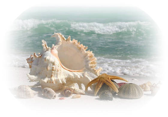 beaches_shells_edge.jpg