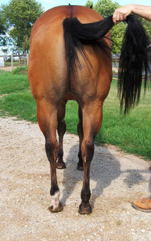 rearbobbiewhole.jpg