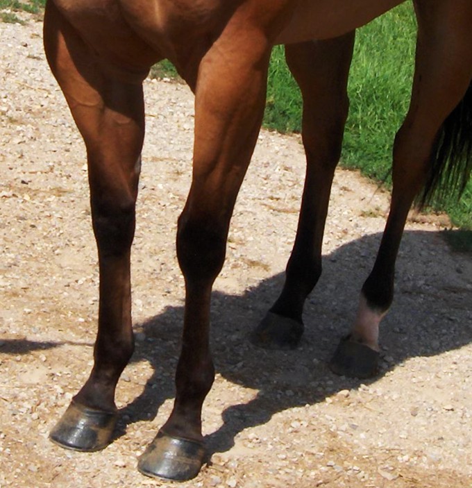 legs.jpg